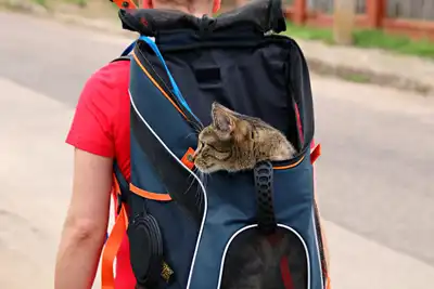 Bringing a Dog or Cat to China: The One Person, One Pet Rule