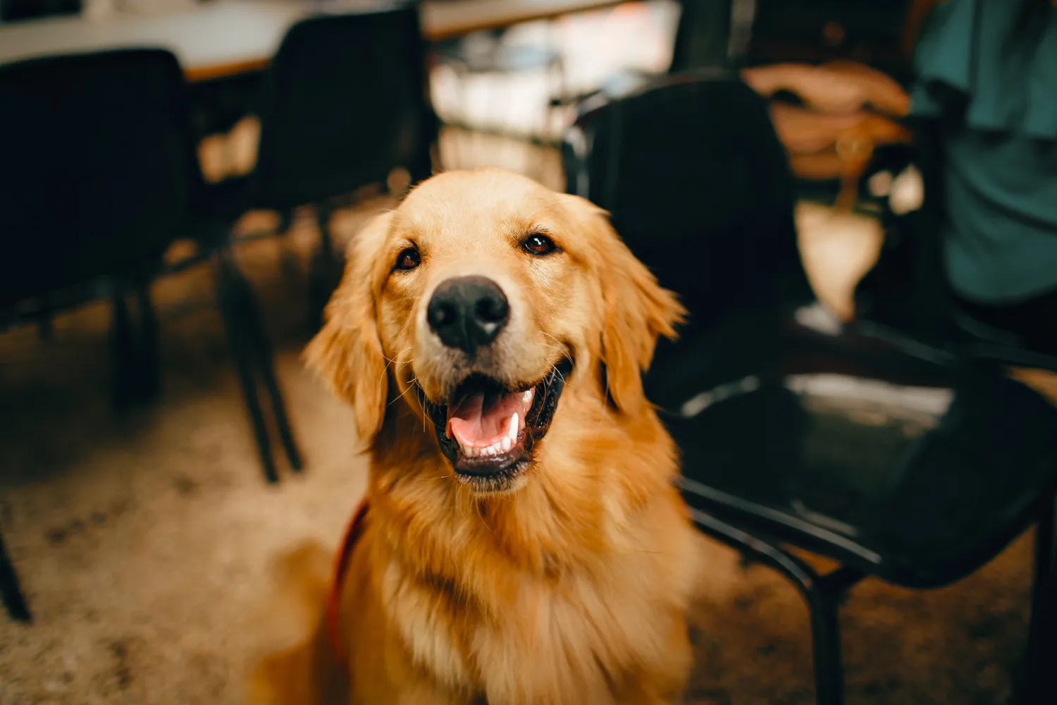 Cover for China Restricts Large Dog Ownership Under New Civil Code